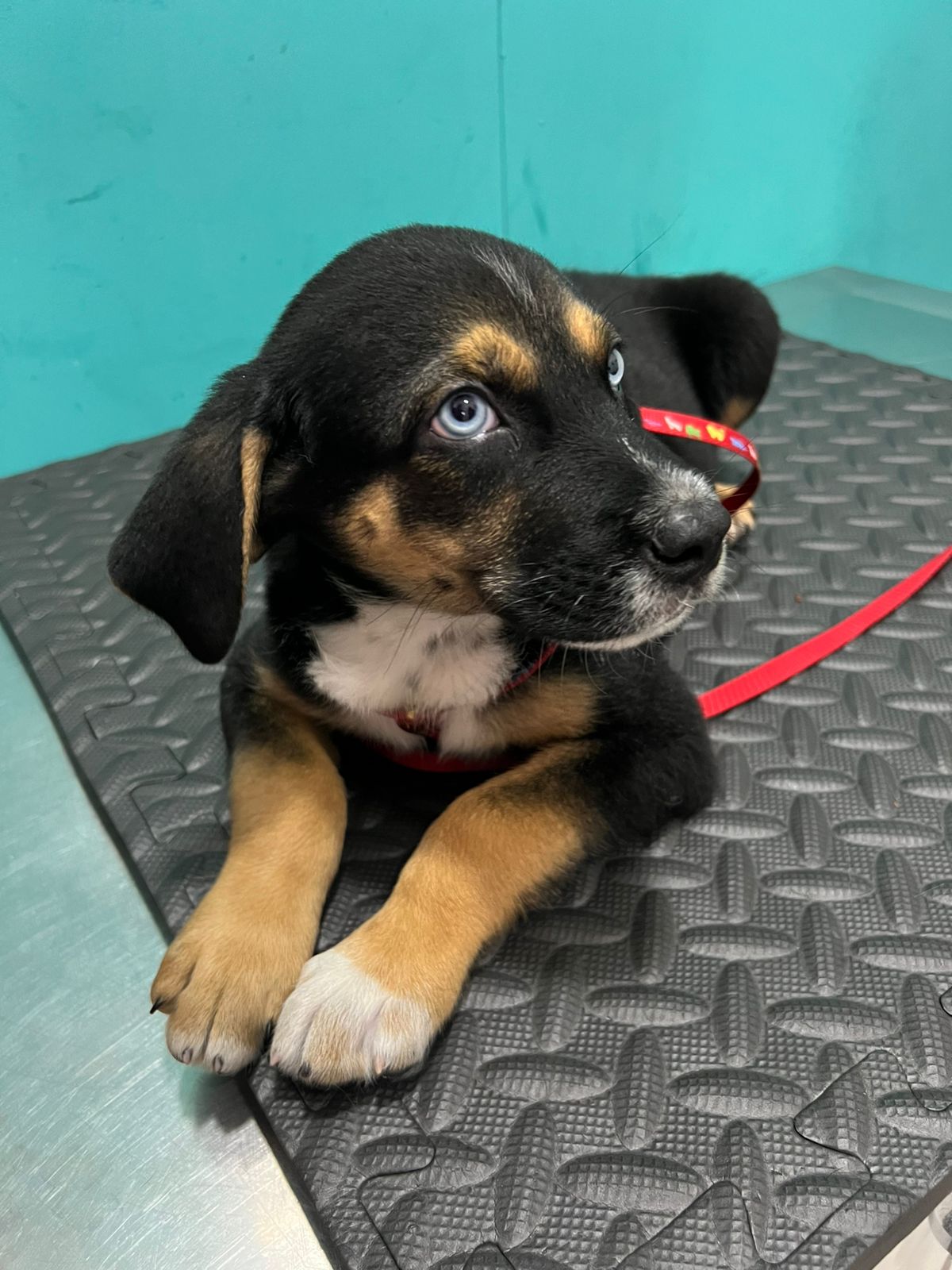 Tratamiento veterinario